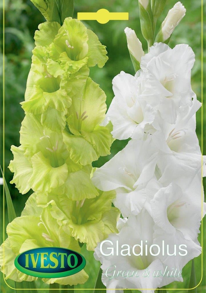 Луковици Гладиола Green and White
