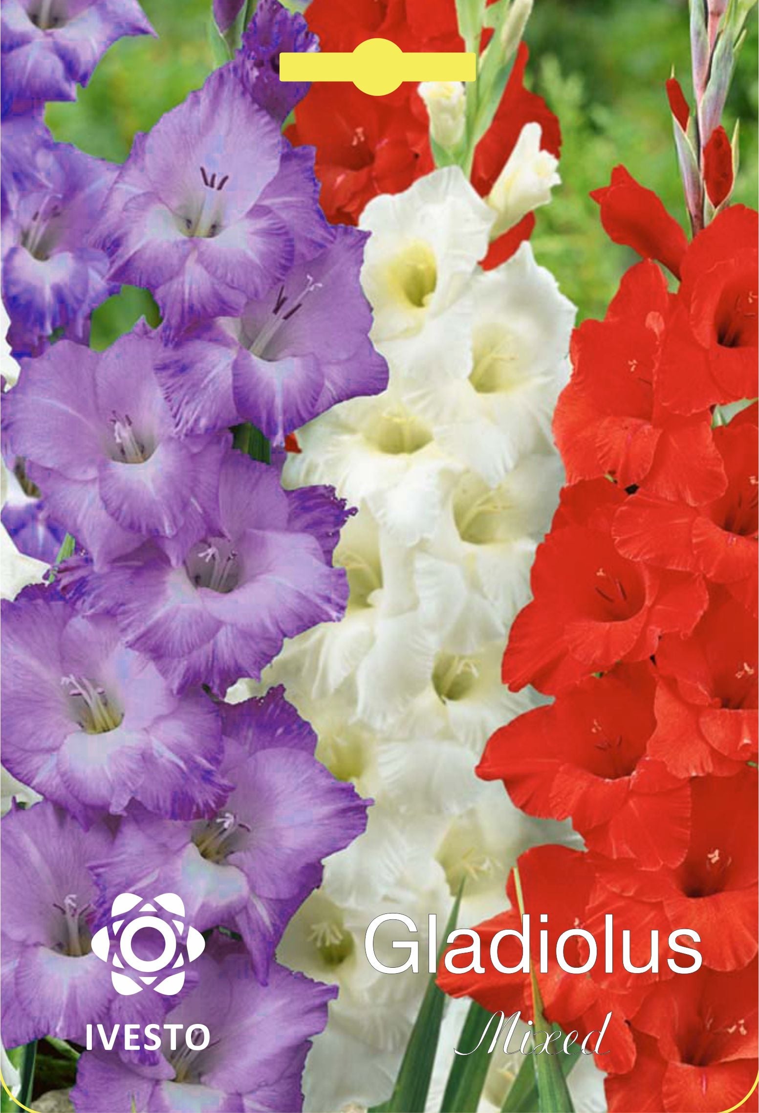 Луковици гладиола Mixed tricolor 2 Ivesto