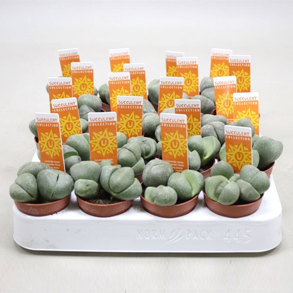 Живи камъчета Lithops