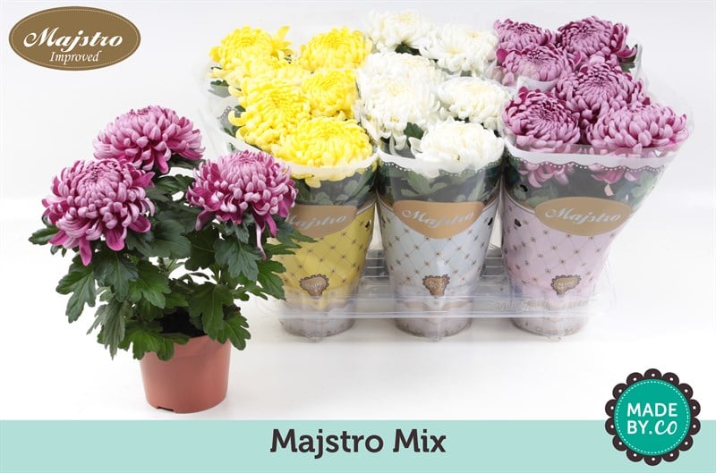 Хризантема Chrys Cosmo C12