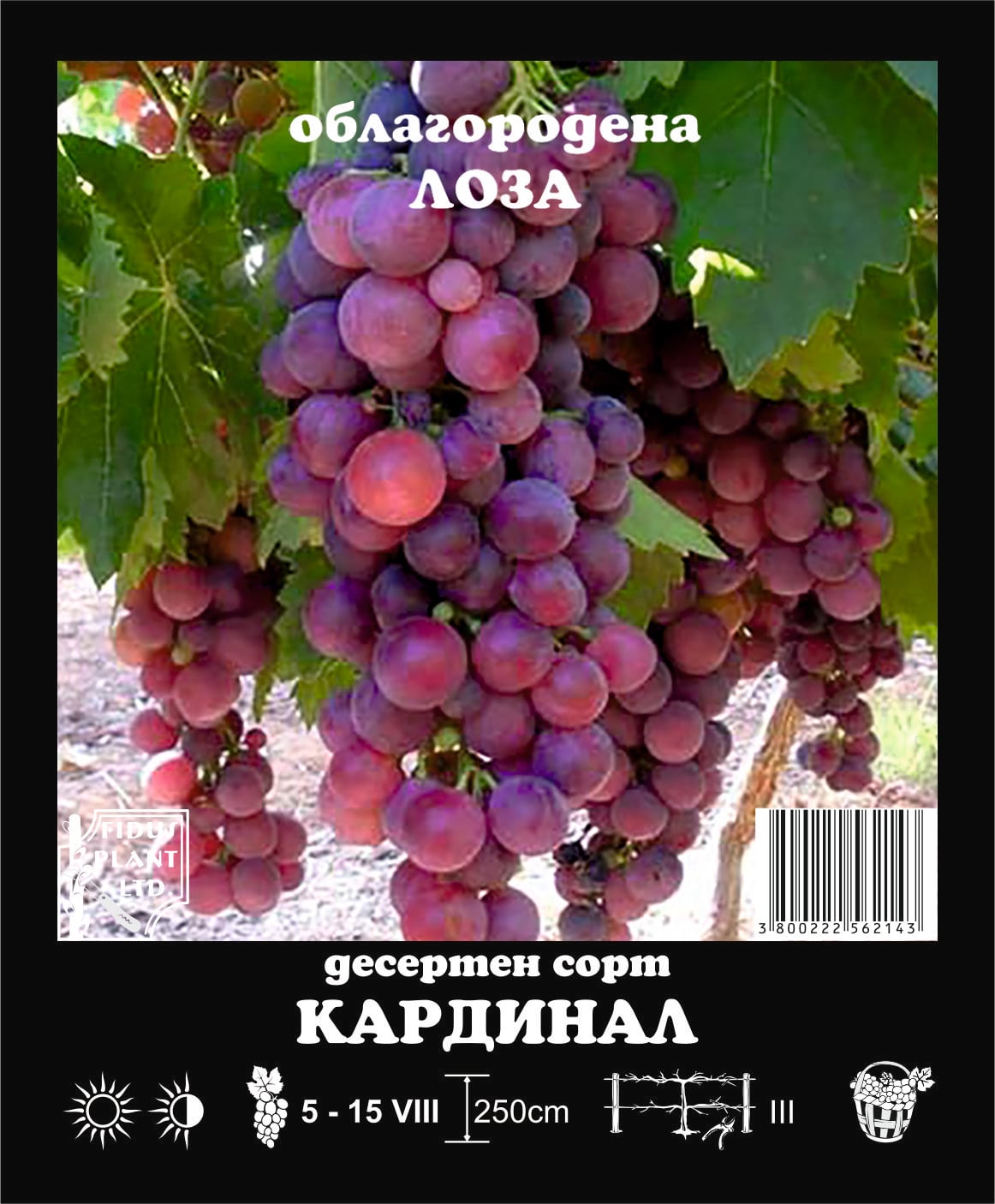 Лоза Кардинал