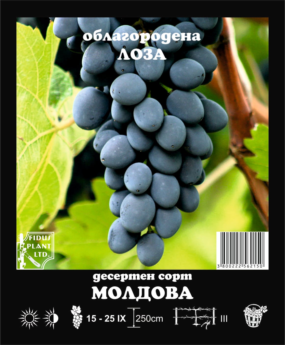 Лоза Молдова