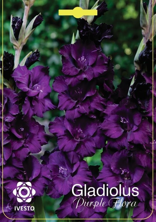 Луковици гладиол Purple Flora Ivesto