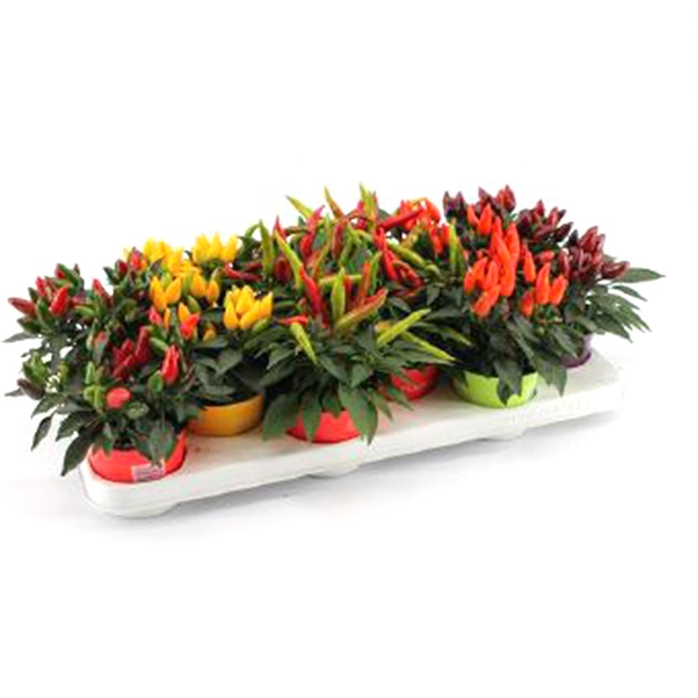 Декоративен пипер Capsicum