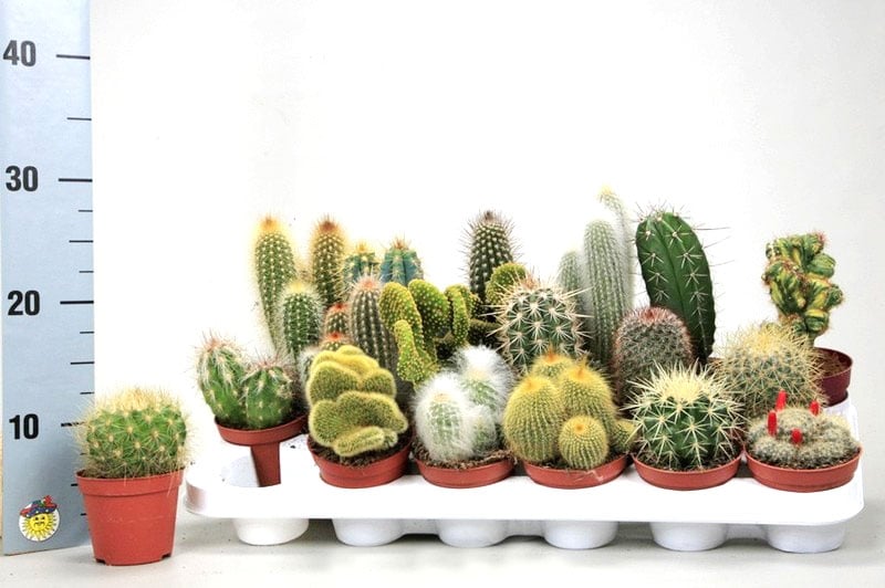 Кактус Cactus Extra
