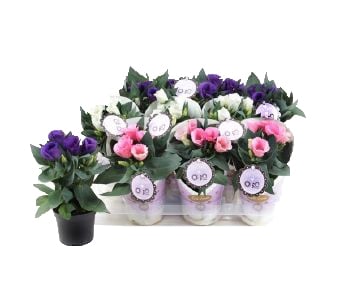 Еустома Eustoma C9