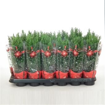Лъжекипарис Еllwoodii kersthoes C9