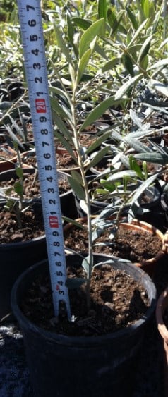 Маслина Olea europea 30/50 2L