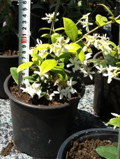 Звездовиден жасмин Rhyncospermum jasminoides 15/20 1.5L