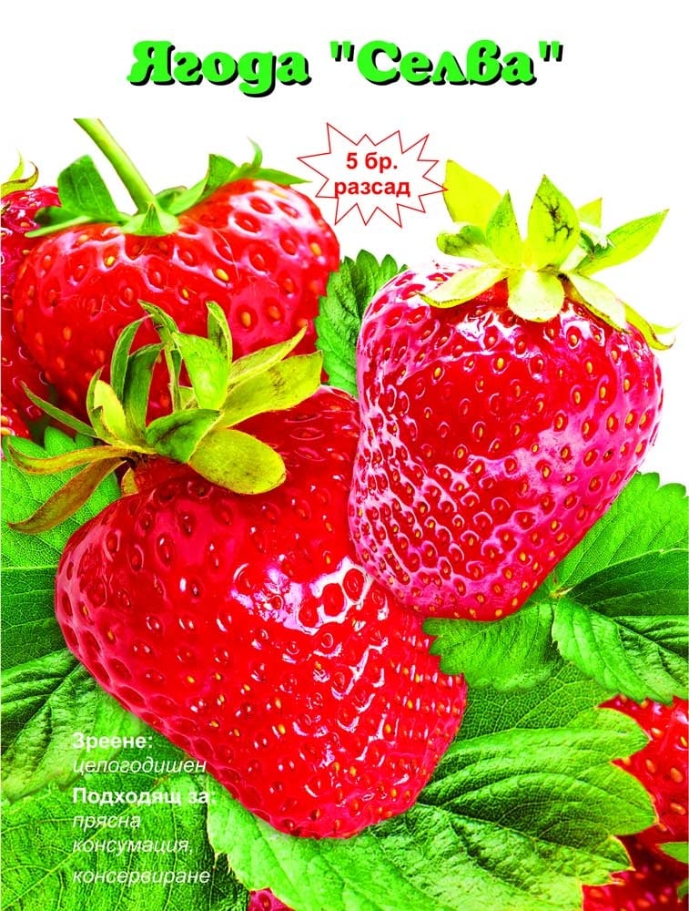 Разсад ягоди Селва 5 броя