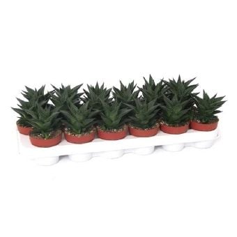 Хавортия Haworthia lymifolia