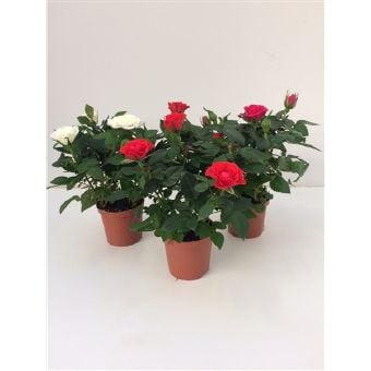 Роза Rosa favourite mix C7