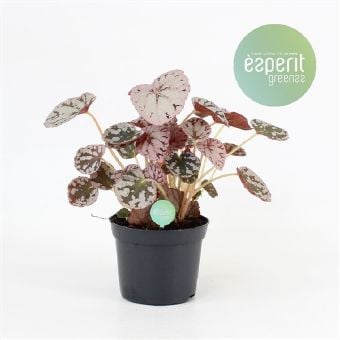 Бегония Begonia Chayo