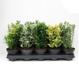 Евонимус Японика C12