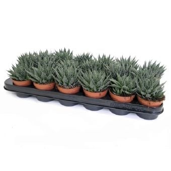 Алое Aloe aristata