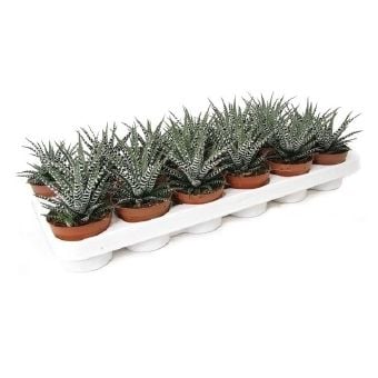 Хавортия Haworthia big band