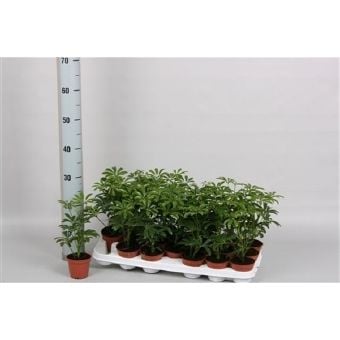 Шефлера Schefflera luseana