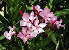 Лян / Зокум Nerium oleander контейнер 11х11