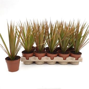 Драцена Dracaena bicolor C12