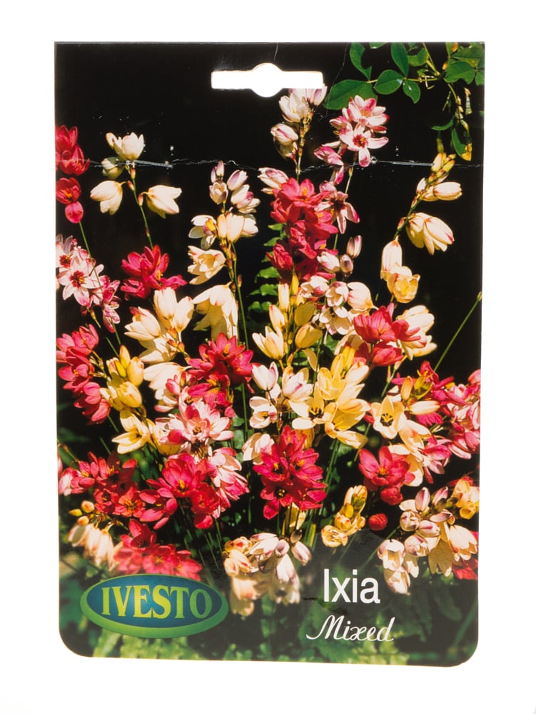 Луковици иксия Ixia микс