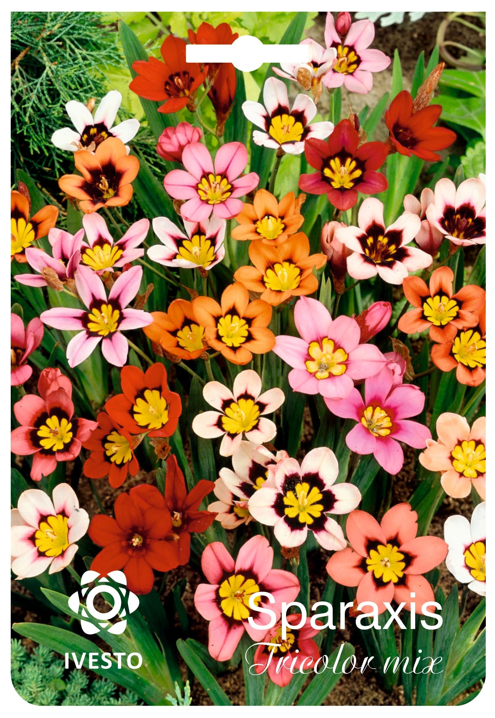 Луковици спараксис Tricolor mixed