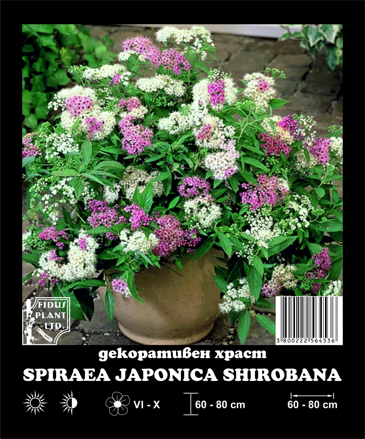 Декоративен храст Спирея Японика Shirobana