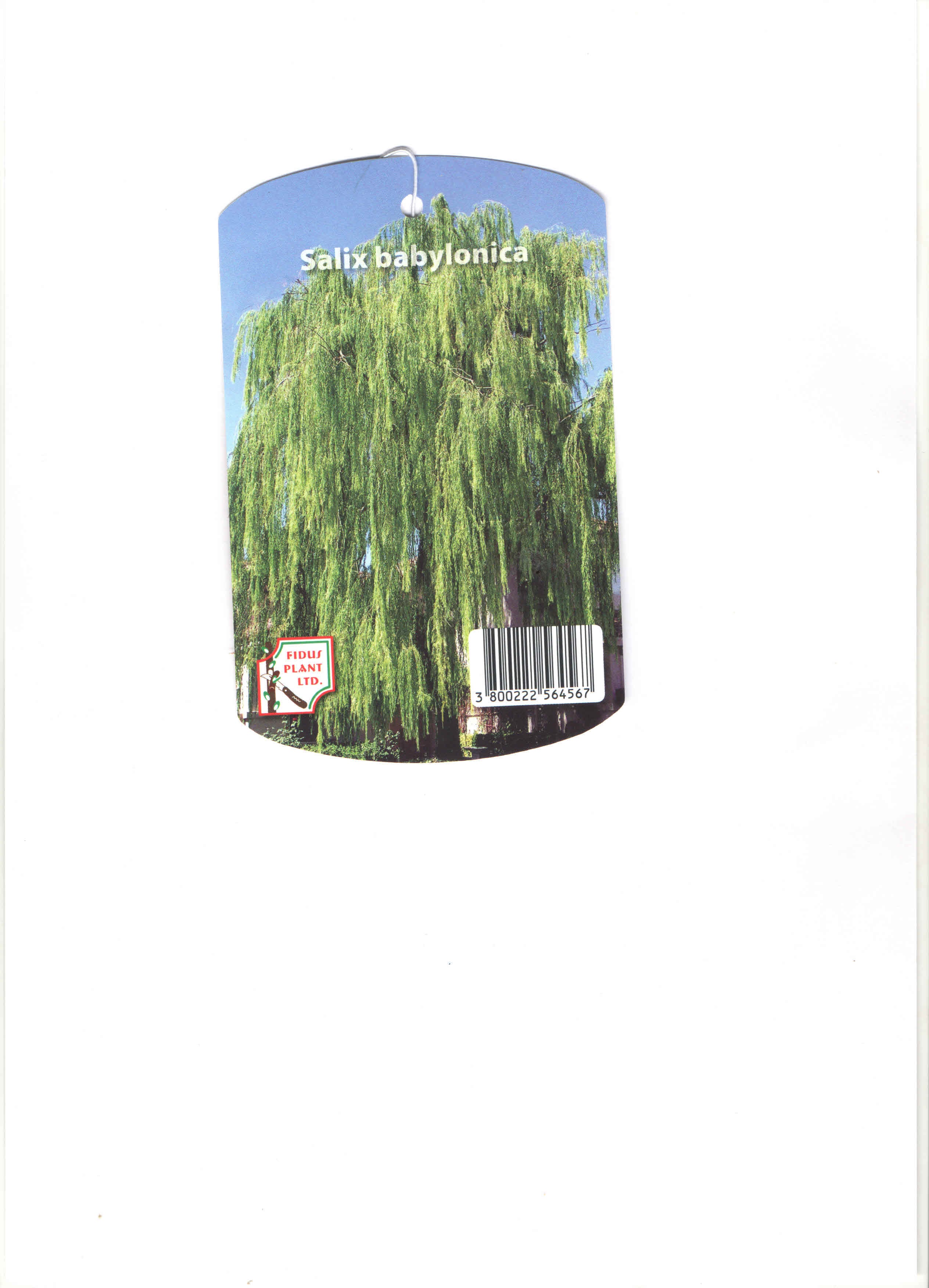 Върба Salix Babylonica 