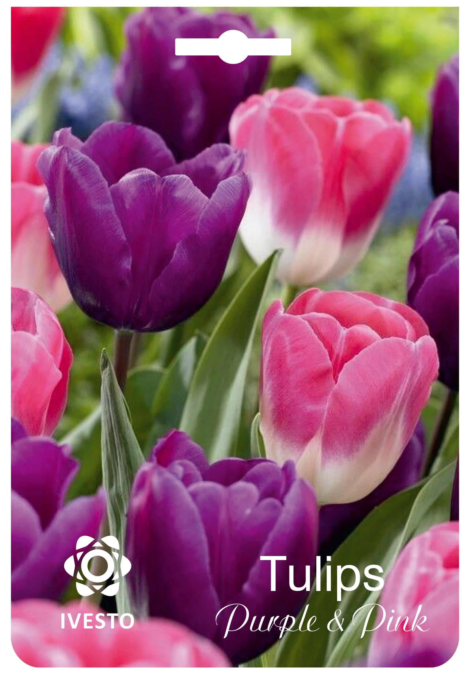 Луковици лале Purple and Pink