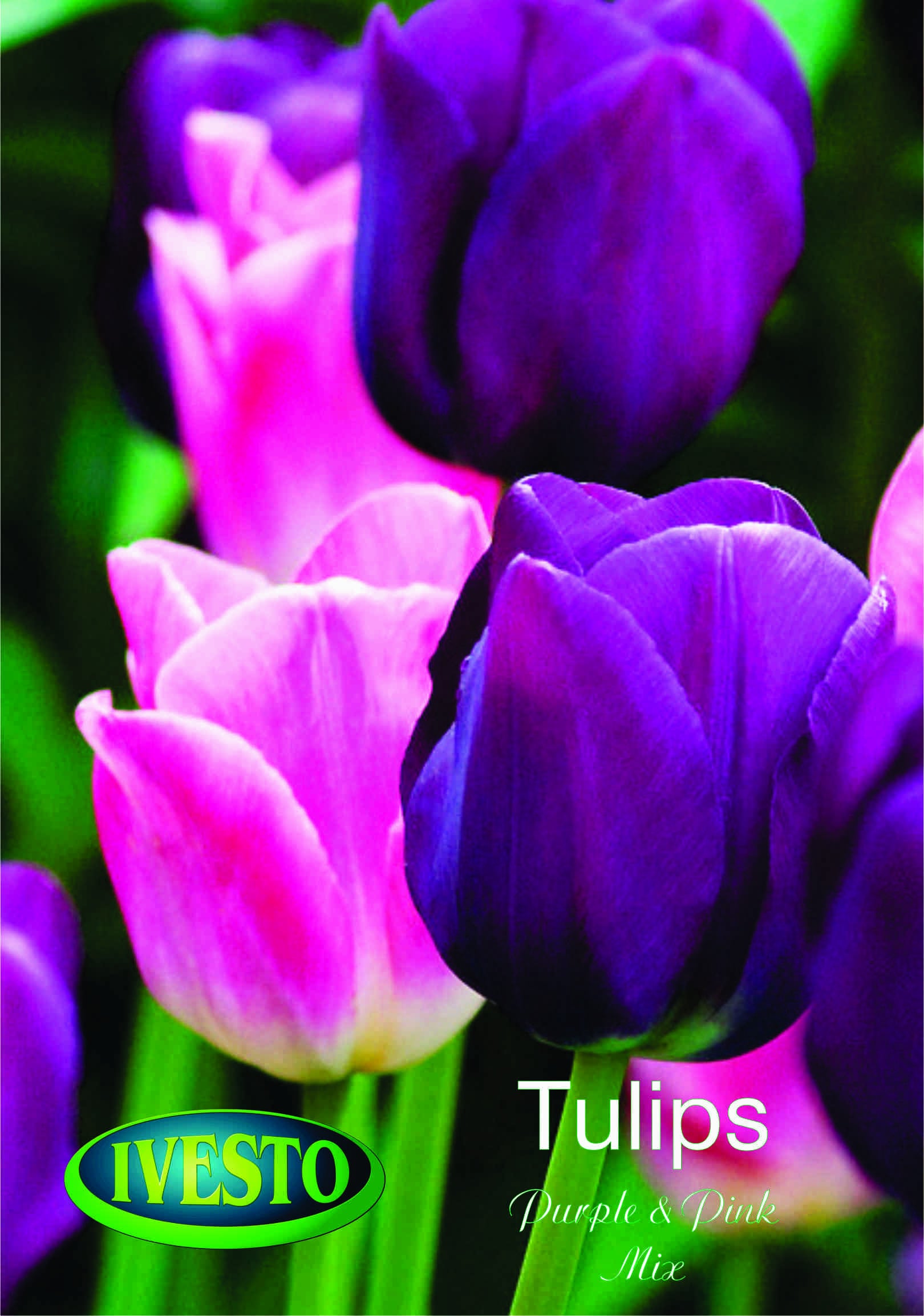 Луковици лале Purple and Pink