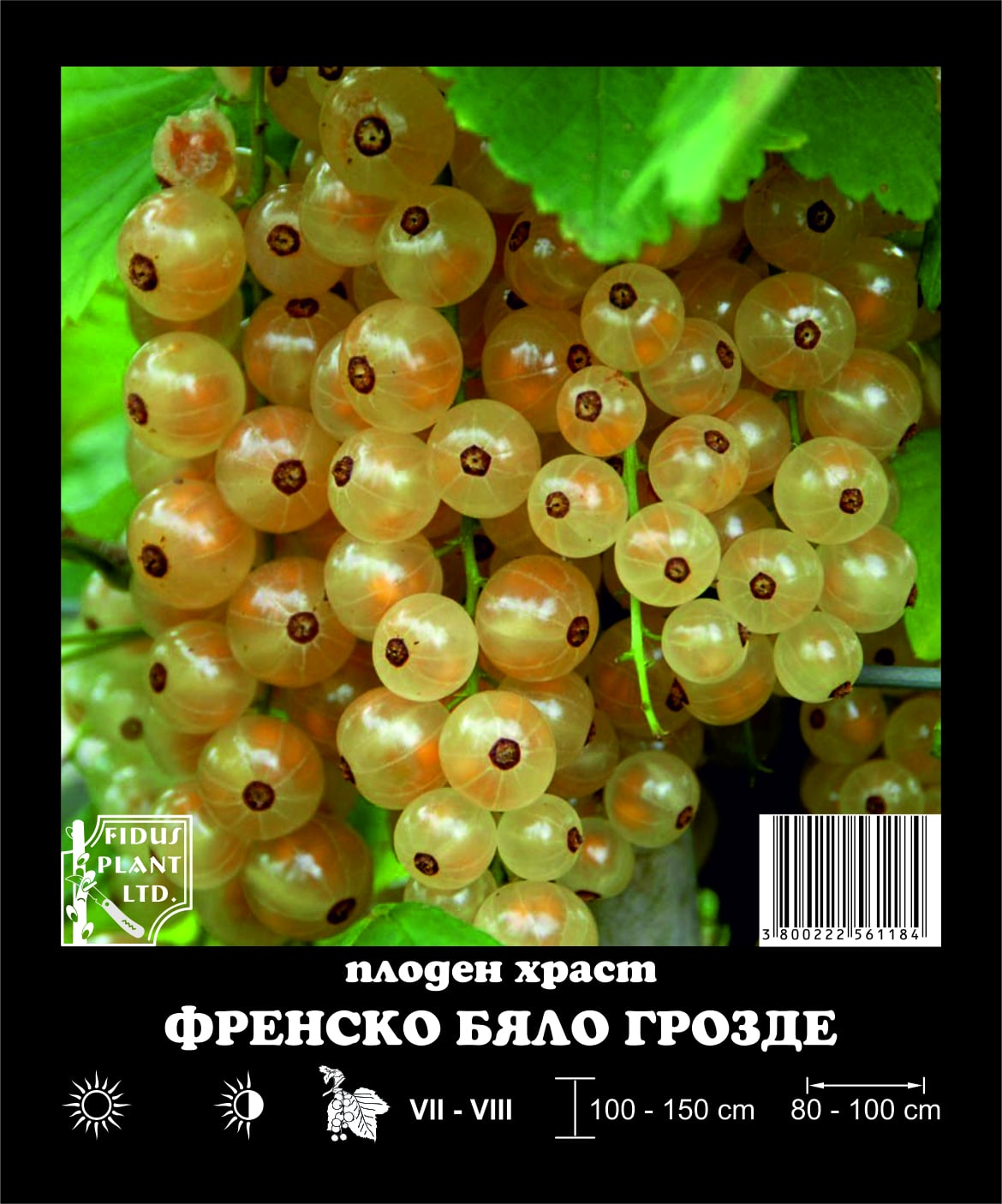 Плоден храст Френско бяло грозде