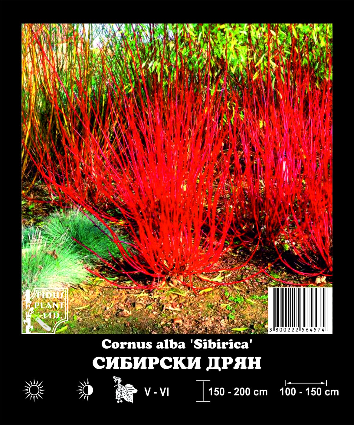 Сибирски дрян