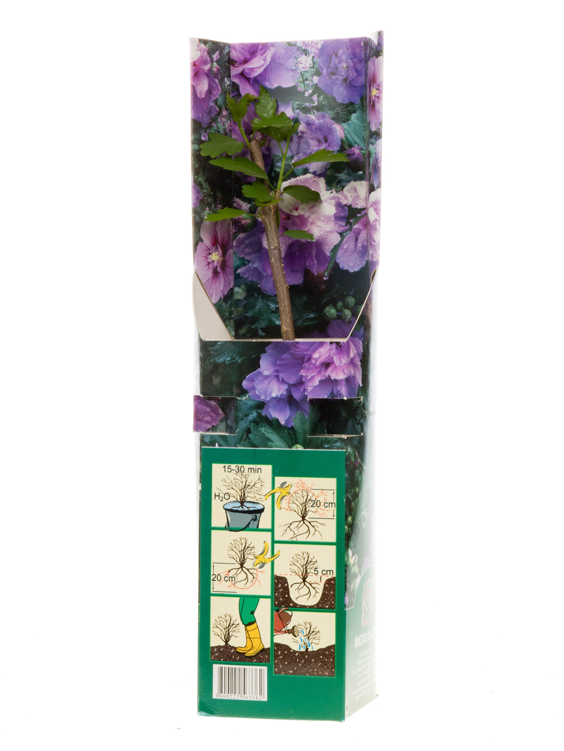 Хибискус Ardens в кутия