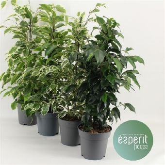 Фикус Ficus Royal C14