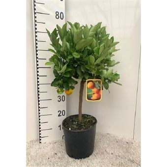 Цитрус Citrus calamondin C21