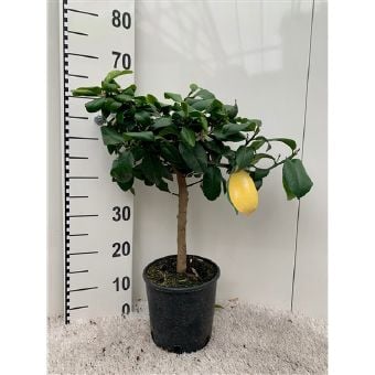 Цитрус Citrus lemon C19