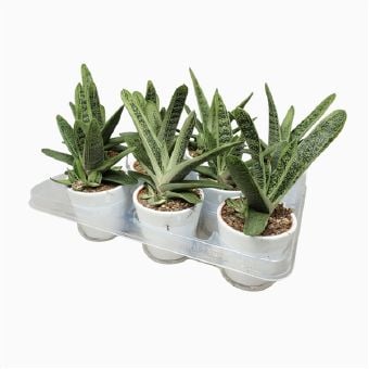 Гастерия Gasteria