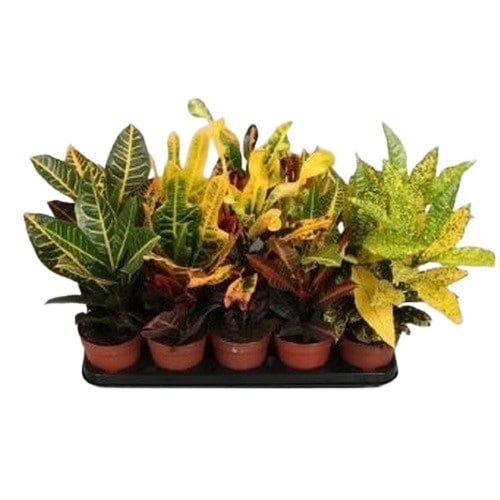 Кротон Codiaeum IBH C13