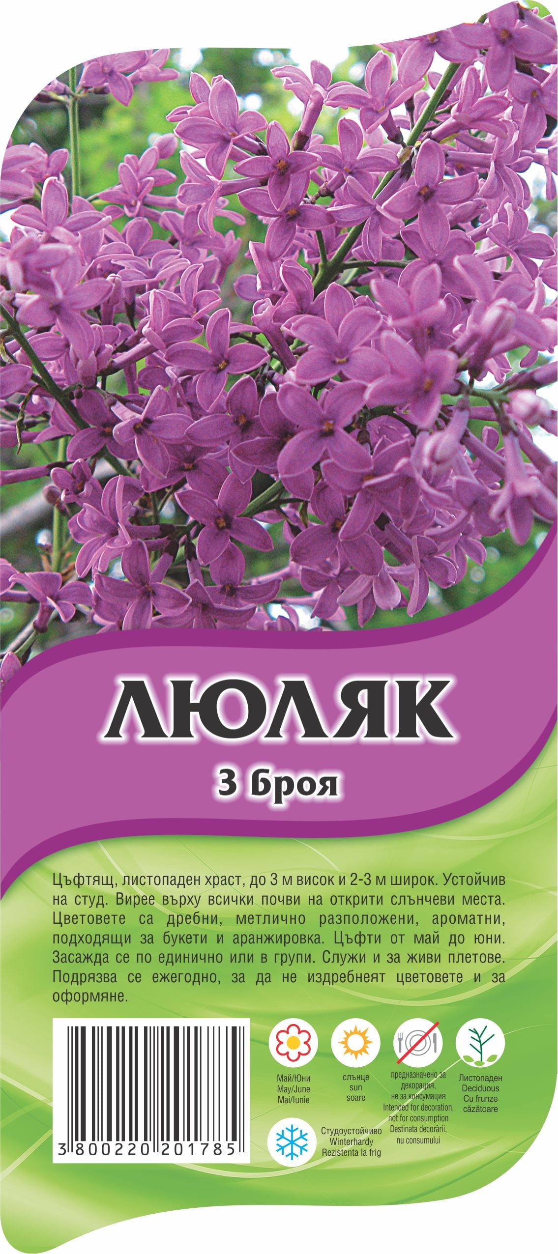 Люляк с пакетиран корен 3 броя 