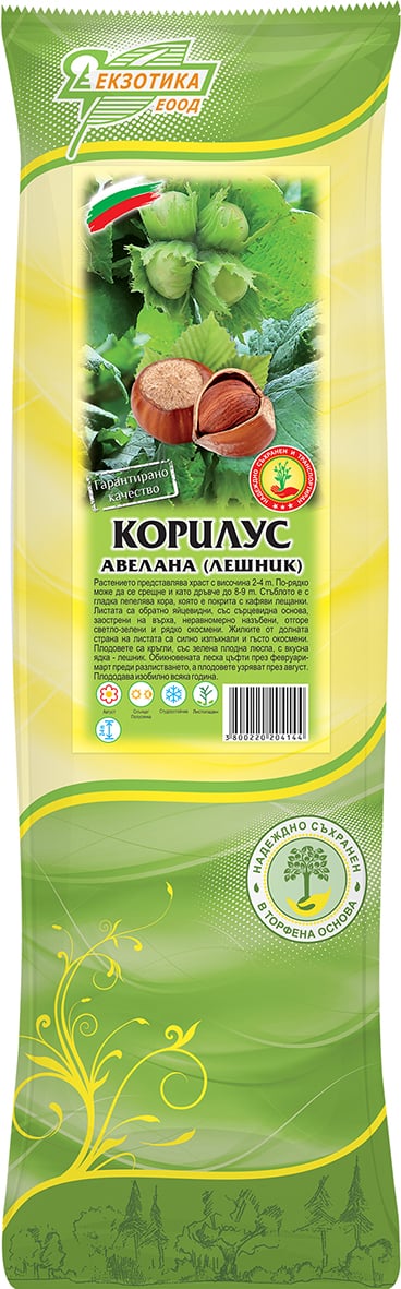 Лешник с пакетиран корен Корилус авелана 