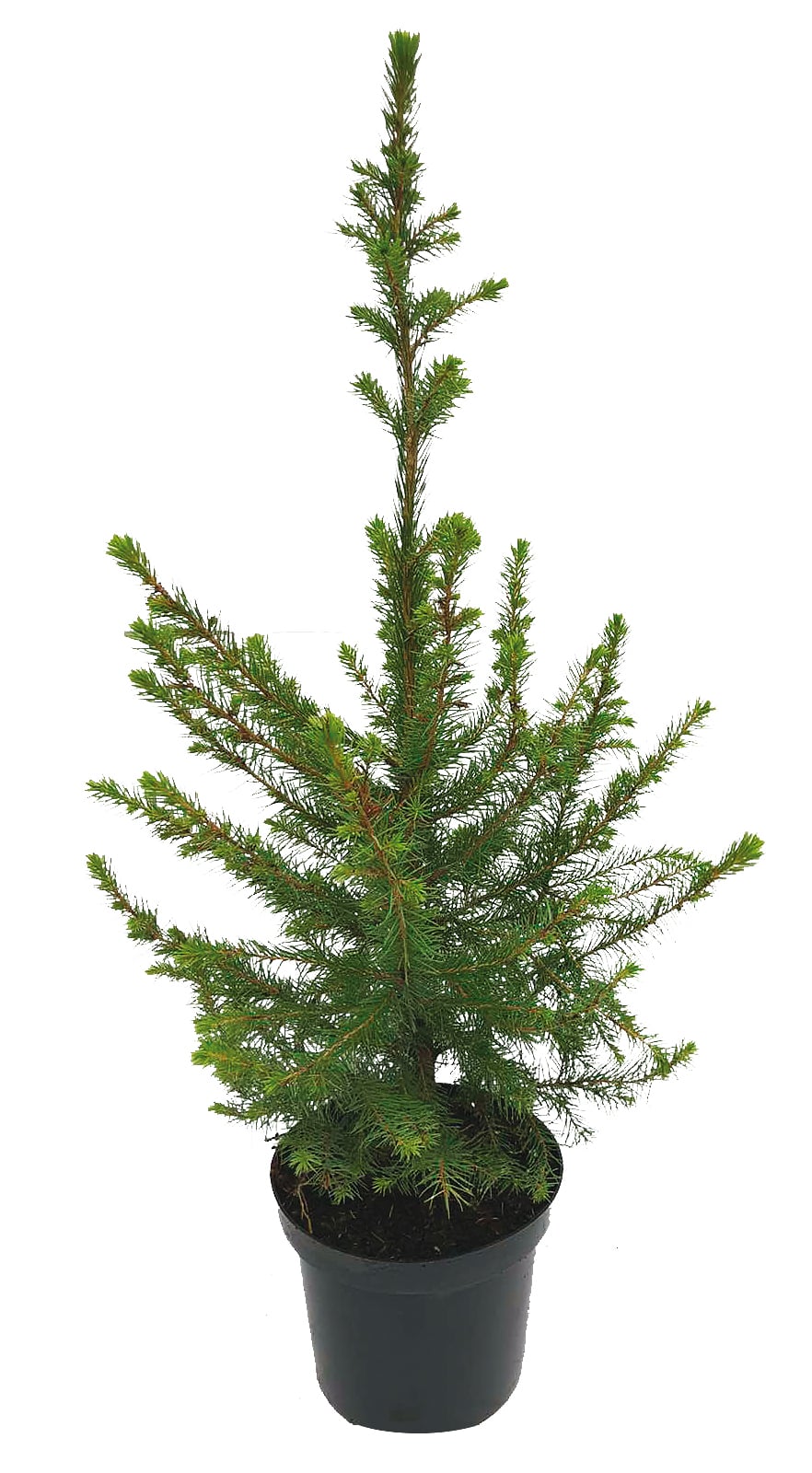 Иглолистно дърво Picea omorica 60/80см 5л
