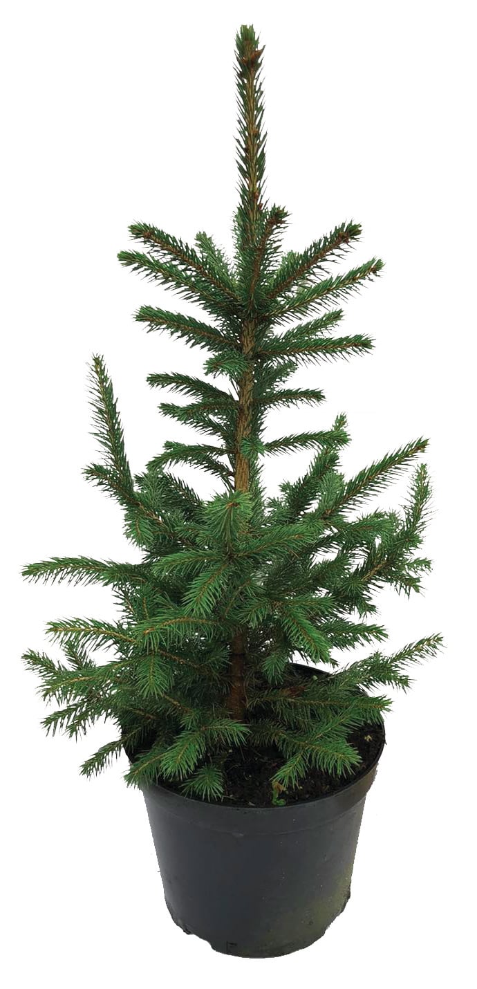 Иглолистно дърво Picea pungens Super Blue 70/90см 7.5л