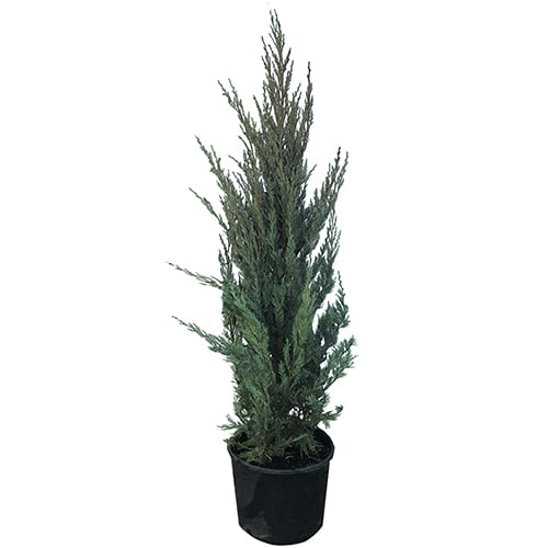 Юниперус Moonglow 140-160см / 10л