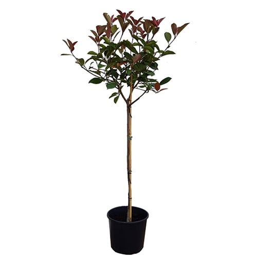 Фотиния Photinia Red Robin 1 Ball 80см / 7л
