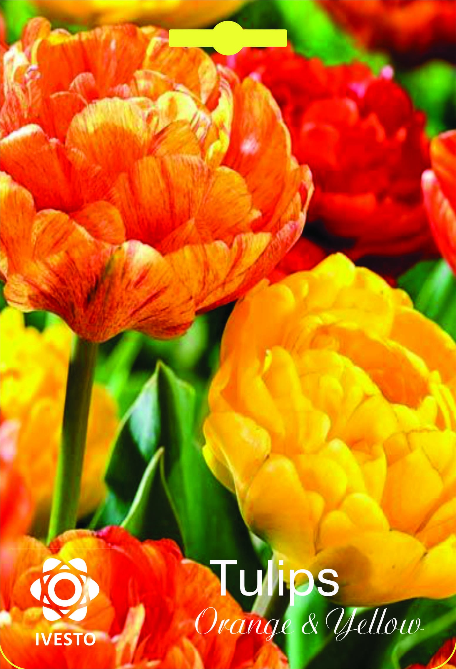 Цветни есенни луковици Лале Double Orange and Yellow