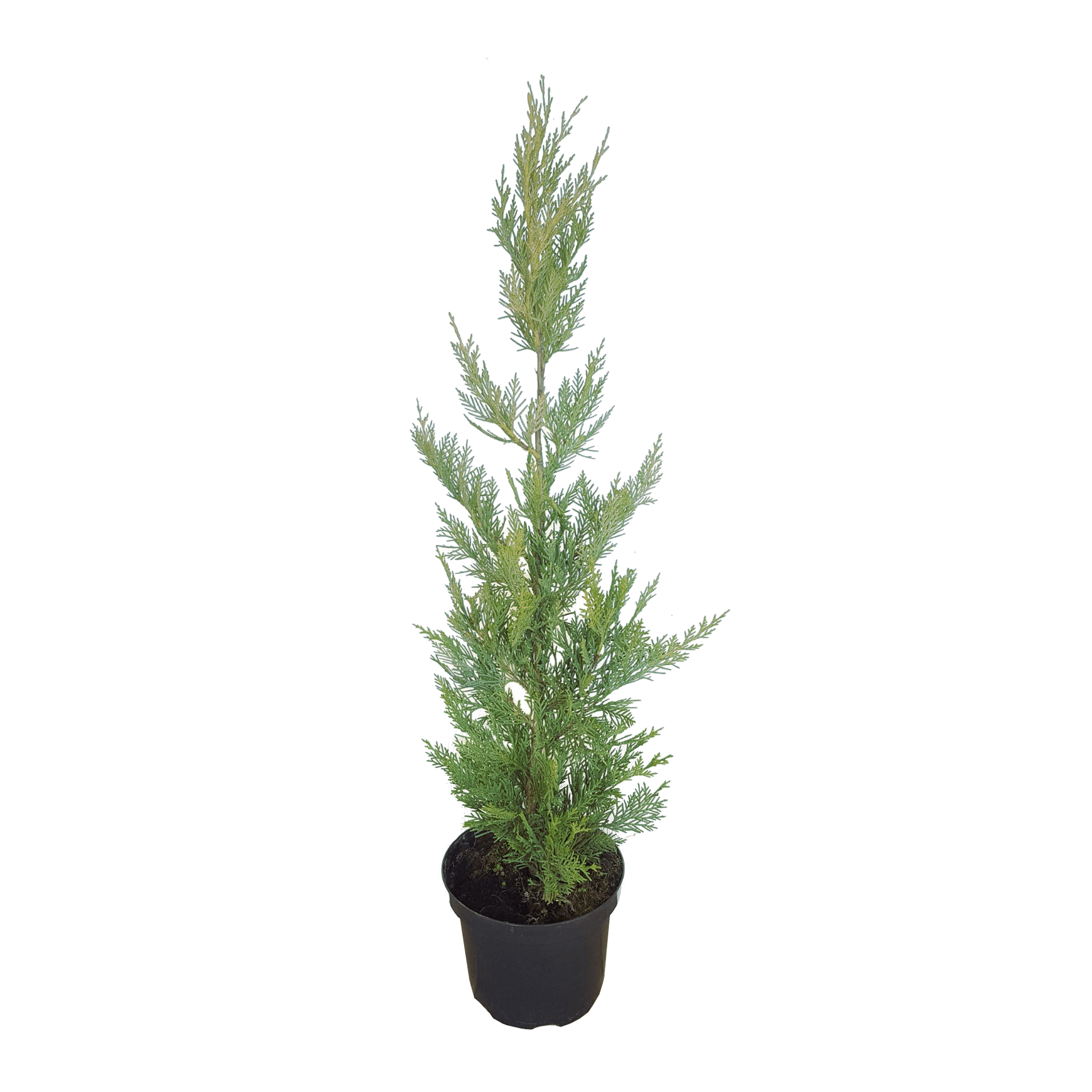 Лъжекипарис Cham.Laylandii 60см