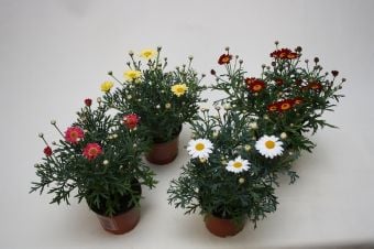 Аргирантемум Argyranthemum