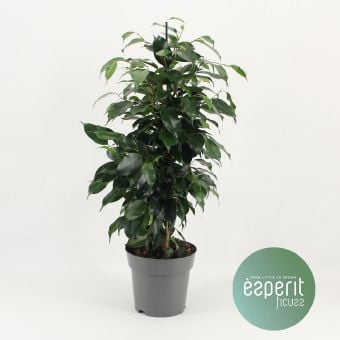 Фикус Ficus Danielle C17