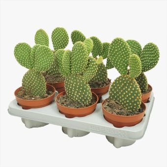 Опунтия Opuntia microdasys C12