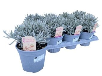 Лавандула Lavandula C14