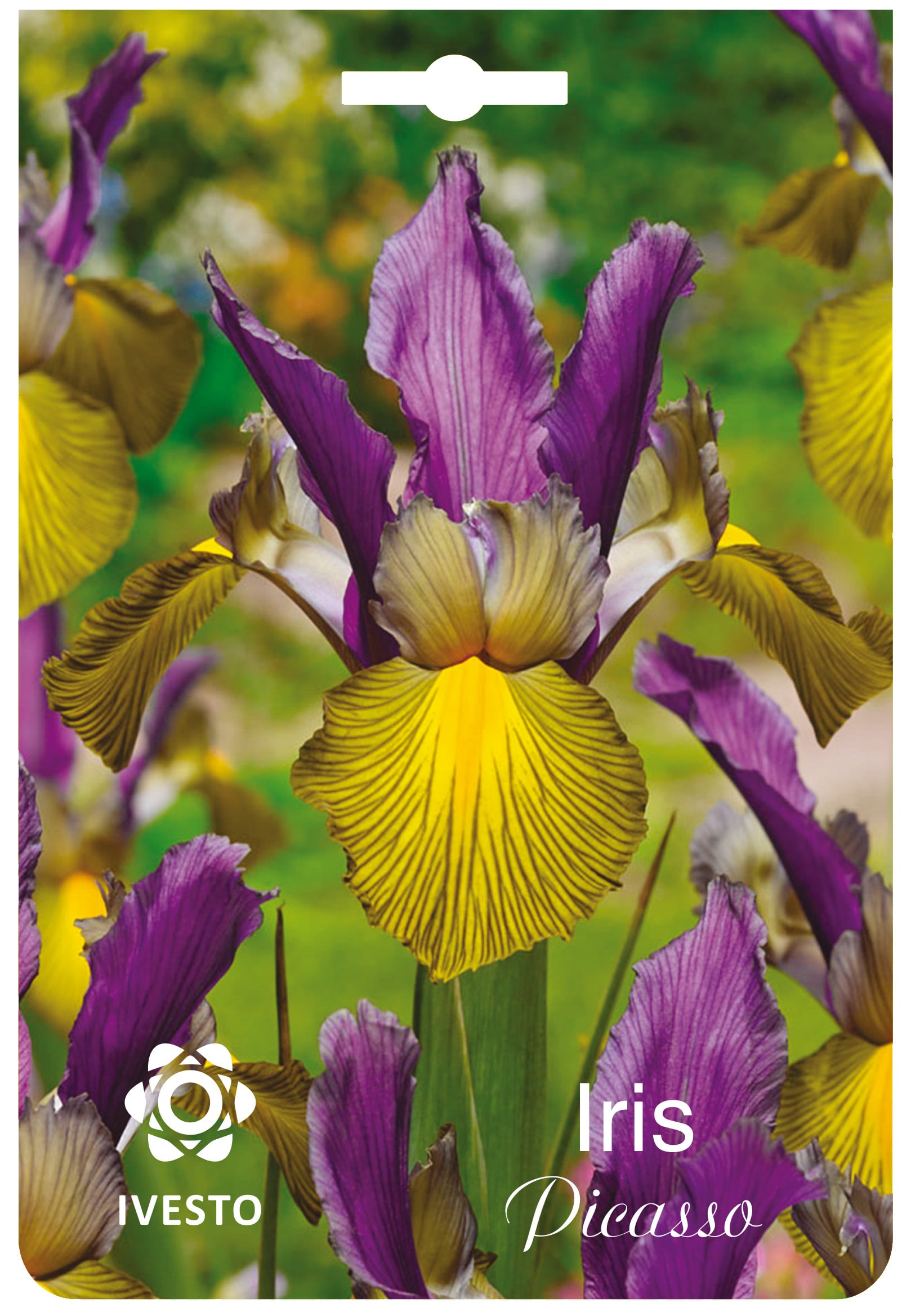 Цветни есенни луковици Iris Picasso